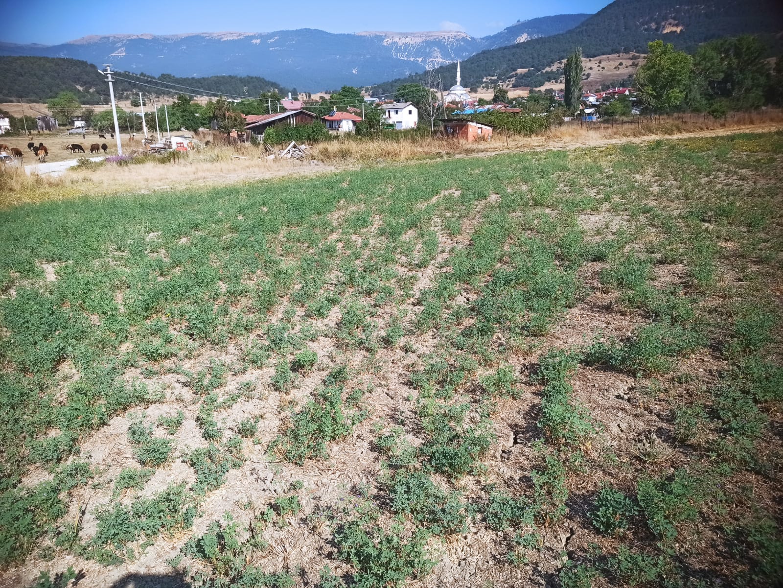 Mudurnu Sarıyar Köyü'nde Satılık 3438 M² Köyiçi Arazi