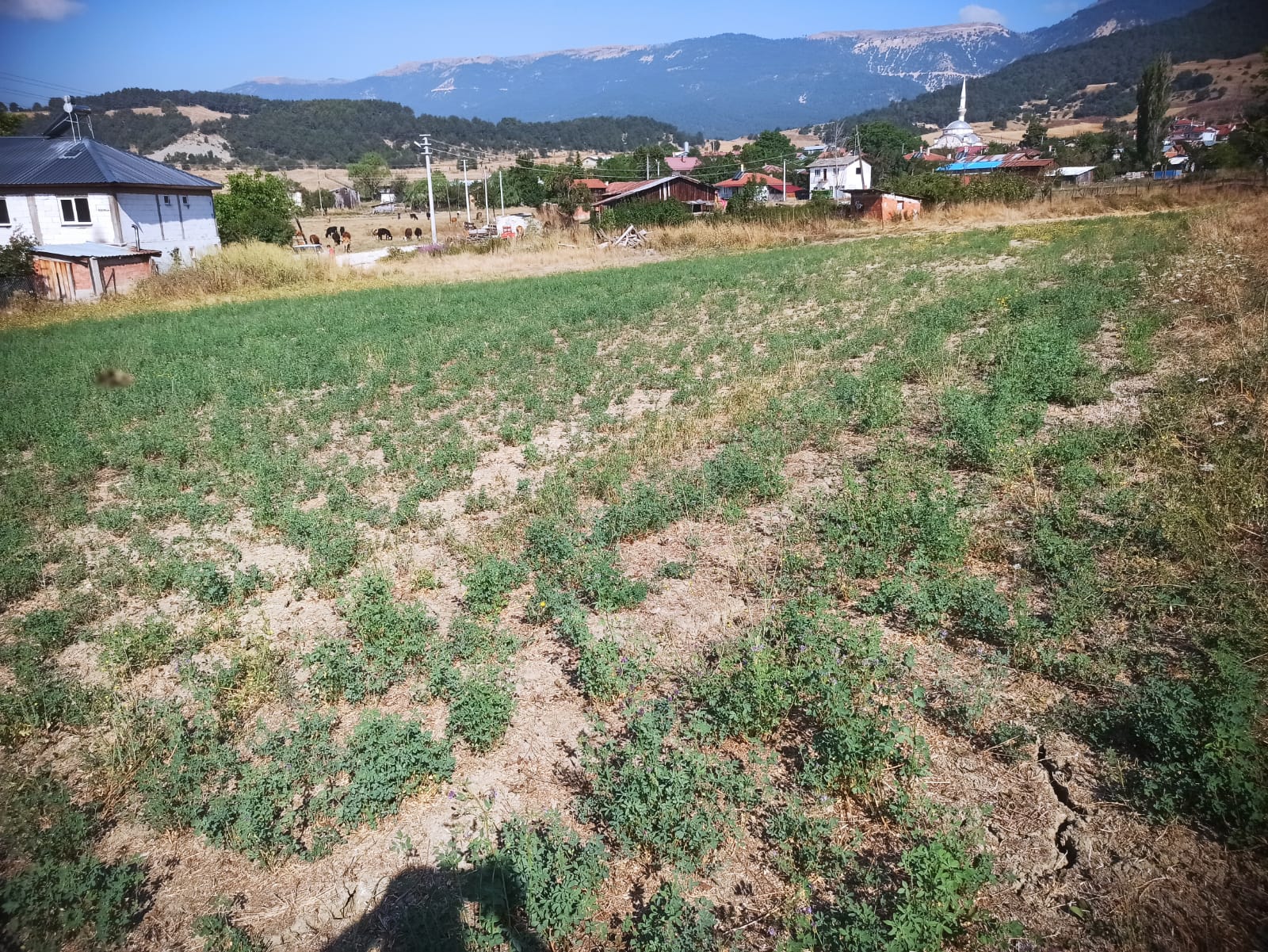 Mudurnu Sarıyar Köyü'nde Satılık 3438 M² Köyiçi Arazi