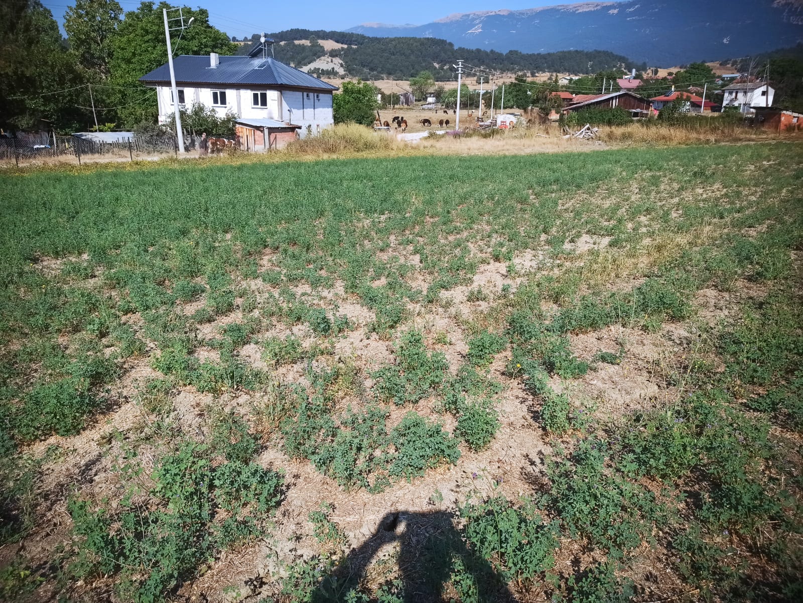 Mudurnu Sarıyar Köyü'nde Satılık 3438 M² Köyiçi Arazi