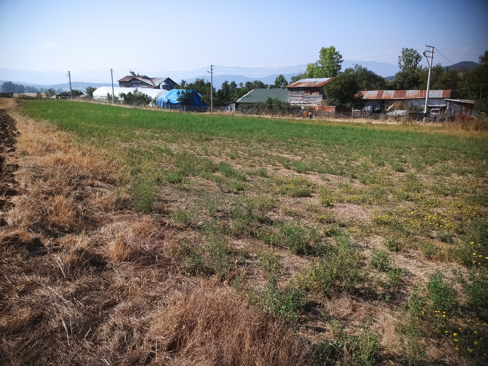 Mudurnu Sarıyar Köyü'nde Satılık 3438 M² Köyiçi Arazi