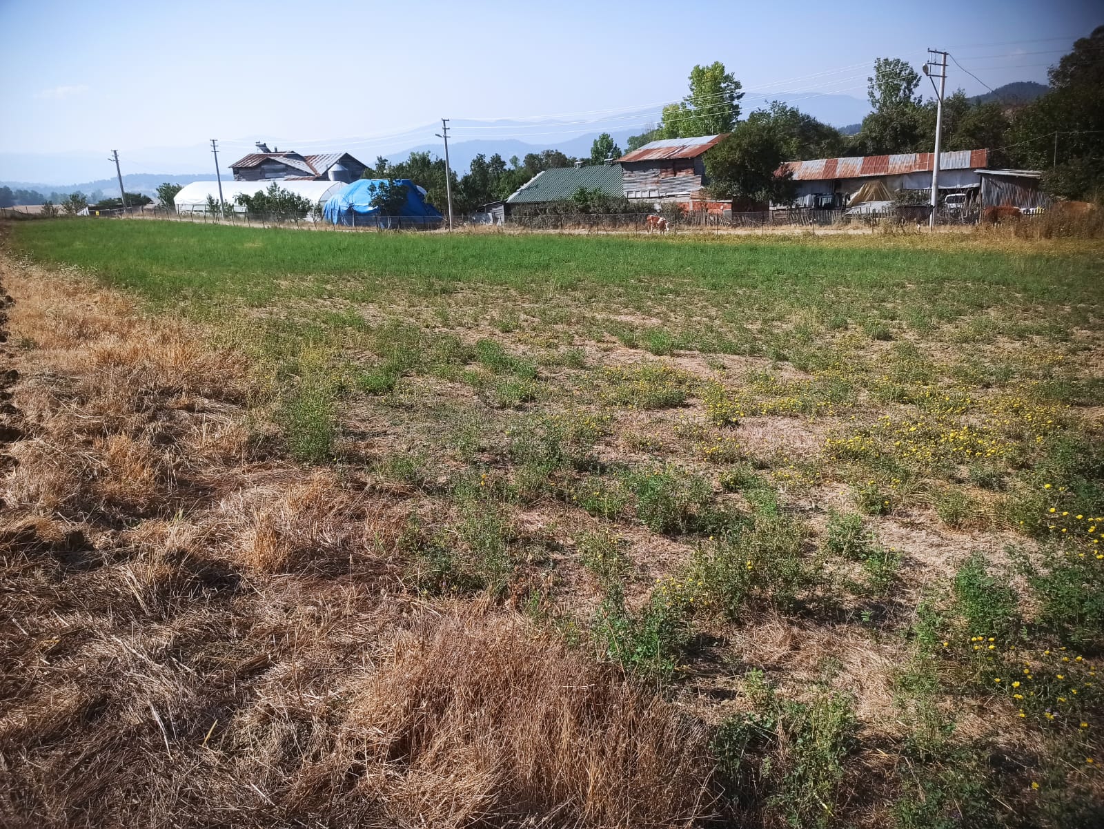 Mudurnu Sarıyar Köyü'nde Satılık 3438 M² Köyiçi Arazi