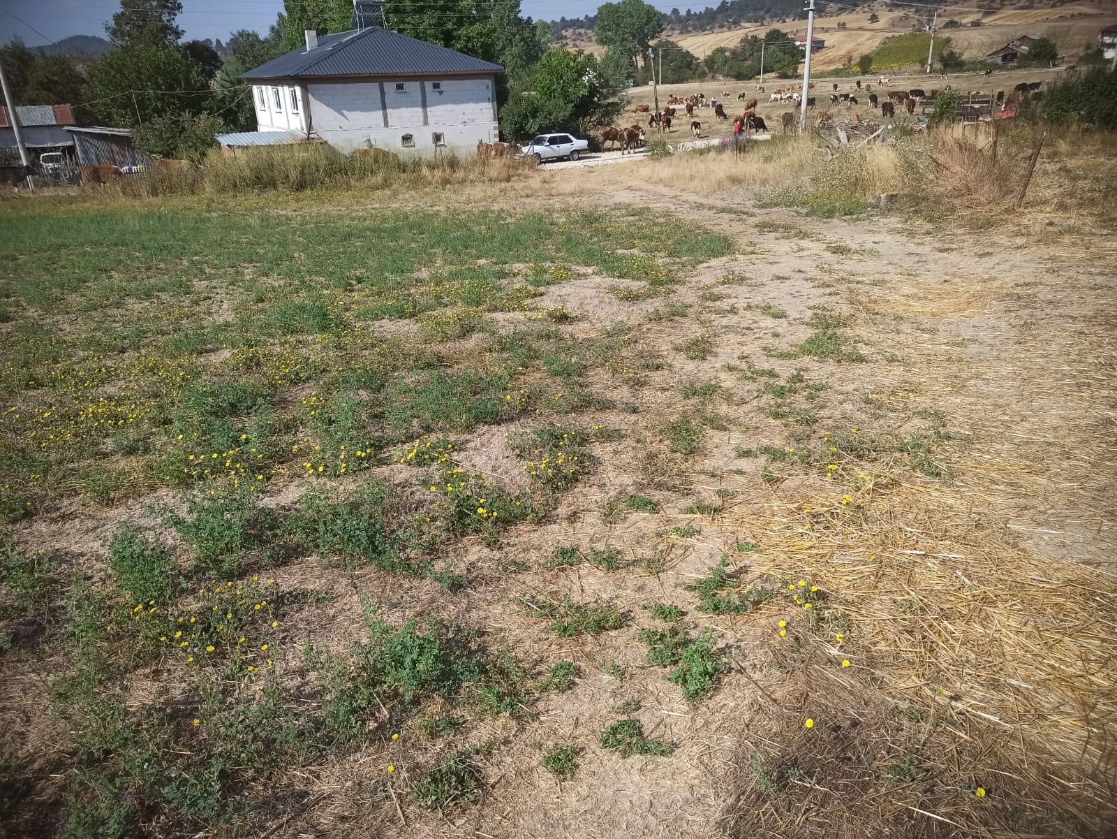 Mudurnu Sarıyar Köyü'nde Satılık 3438 M² Köyiçi Arazi